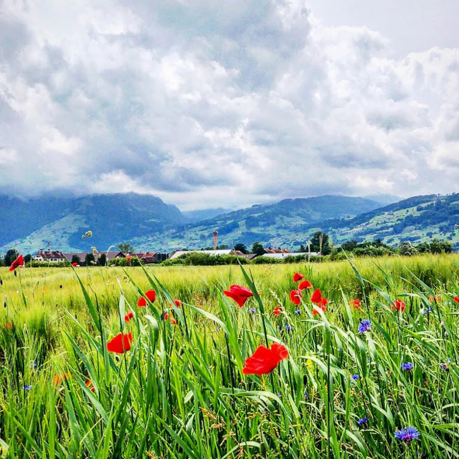 Blick aus einem Feld mit blühenden Mohnblumen, Richtung Grabserberg.