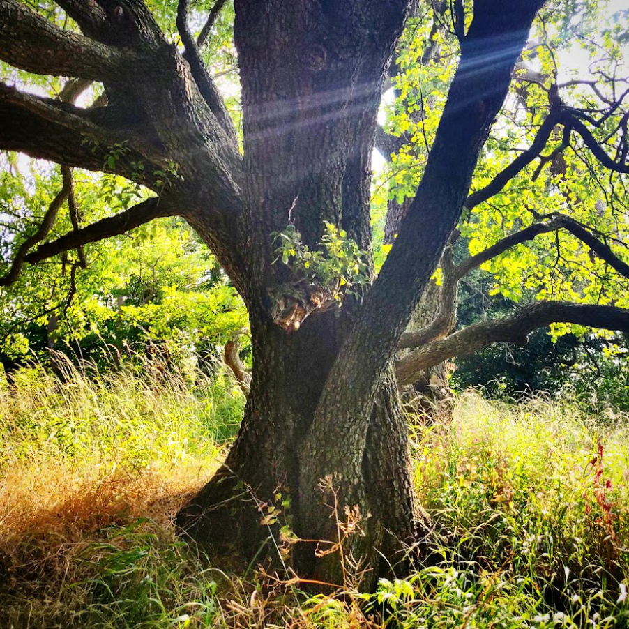 Alter Birnbaum in grüner wilder Umgebung.